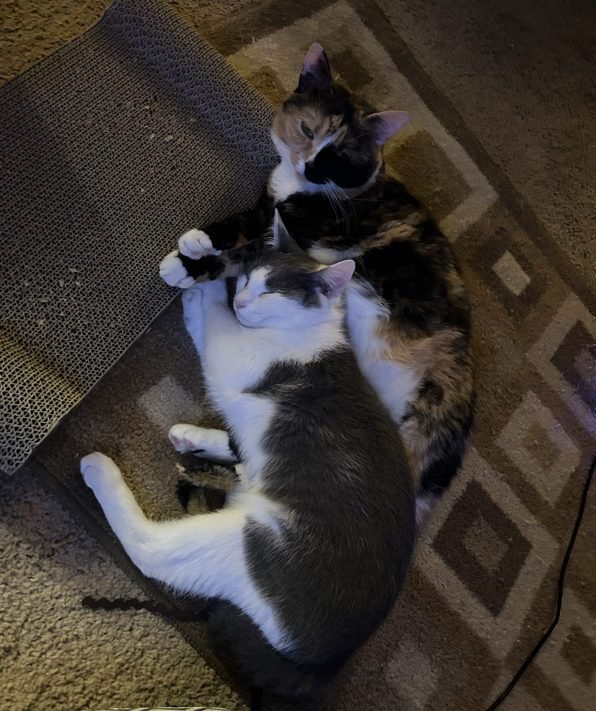 Picture of a calico cat and a grey and white cat